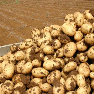 Ako sadiť zemiaky krok po kroku