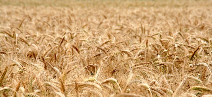 Pšenica a jej zlatá farba