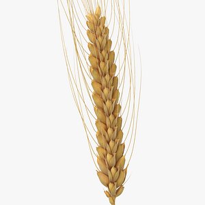 Pšenica a jej pestovanie u nás aj vo svete